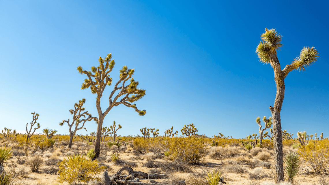 joshua trees in the desert in california